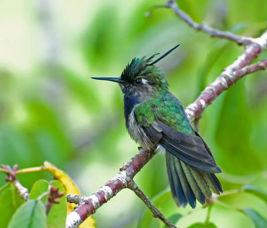 The Green-crowned plovercrest card