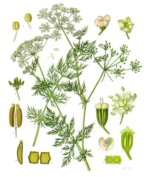 The Caraway card