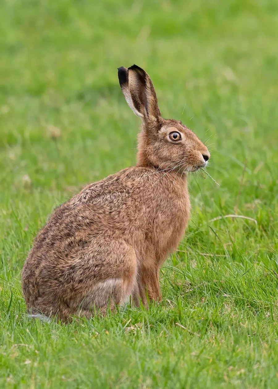 The European hare card