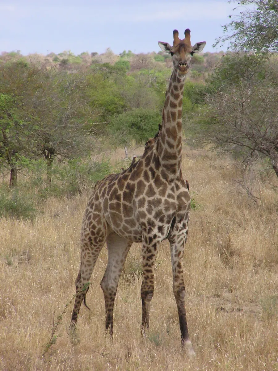 La carte Girafe du Sud