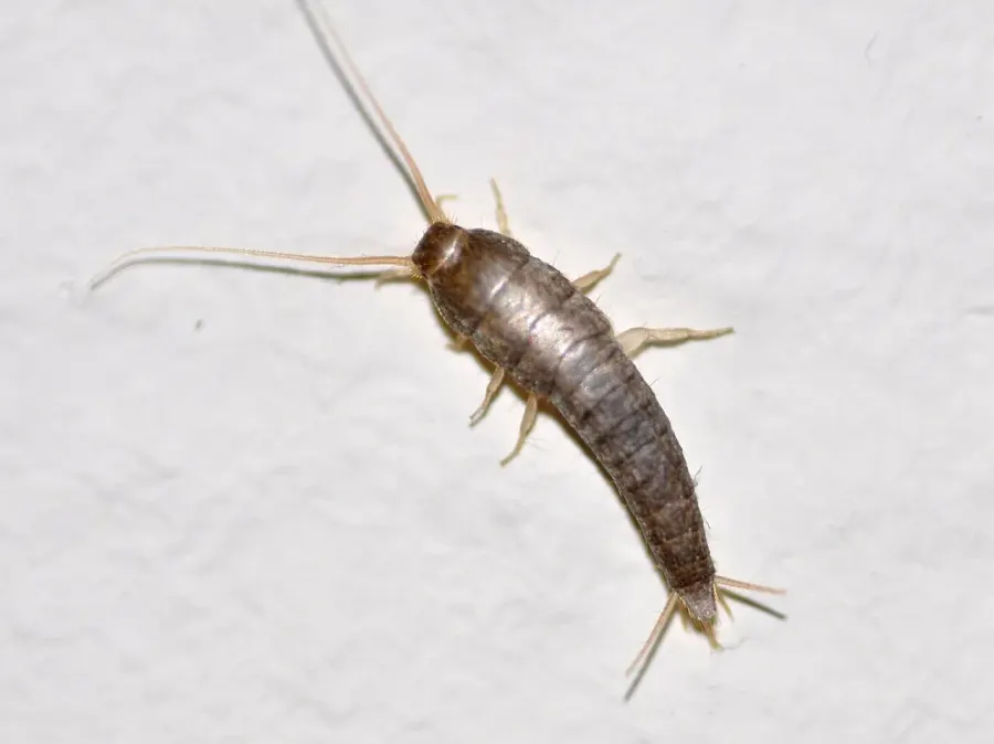 The Silverfish card
