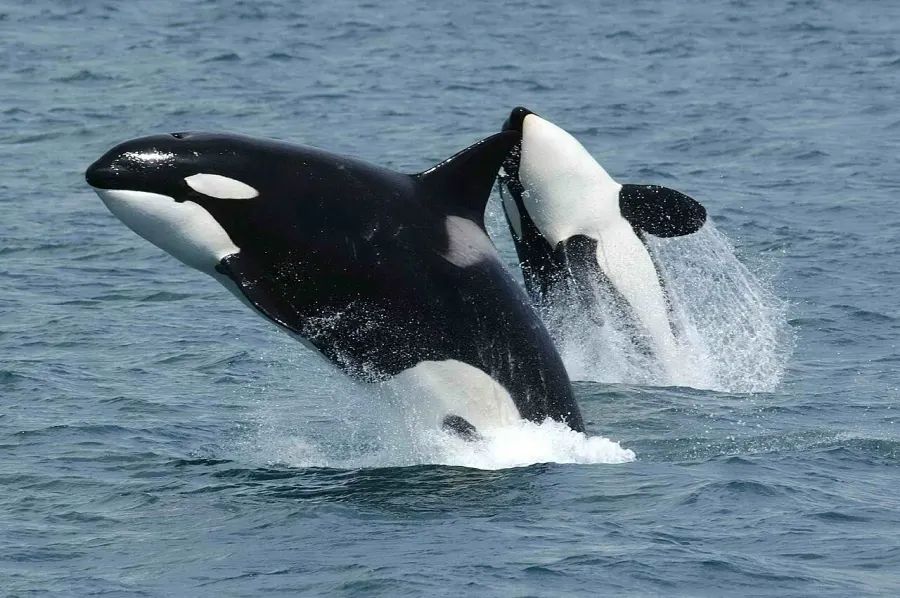 The Orca card