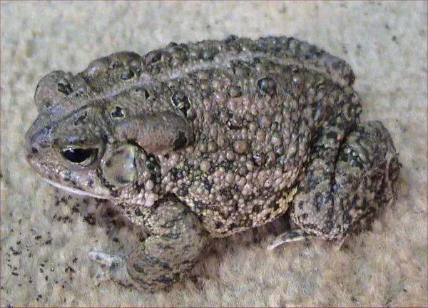 La carte Crapaud de Woodhouse