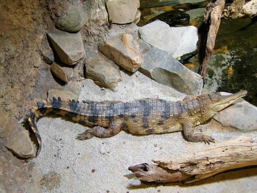 The West African slender-snouted crocodile card