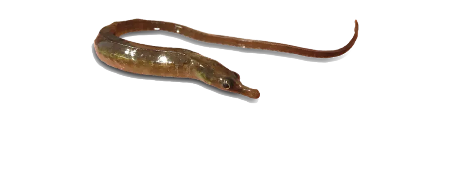 The Estuarine pipefish card