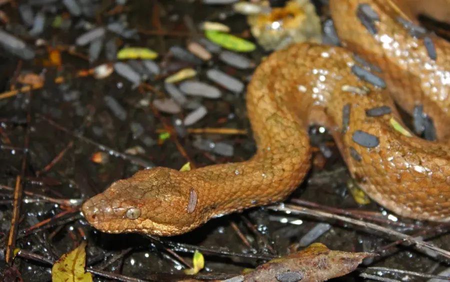 La carte Tropidophis