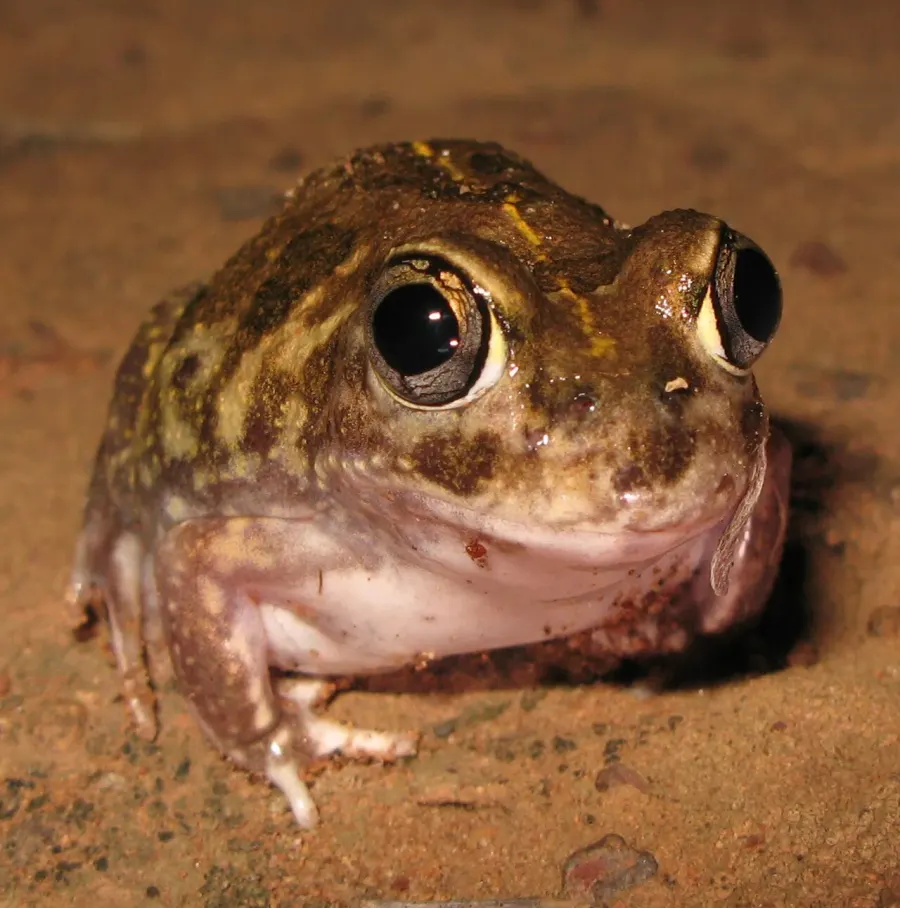The Neobatrachus card