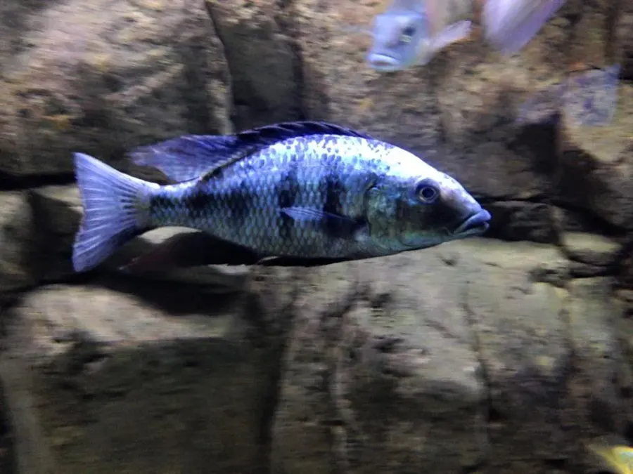 La carte Fossorochromis rostratus