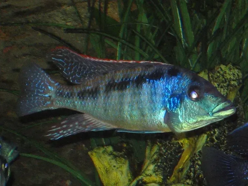 The Malawi gar card