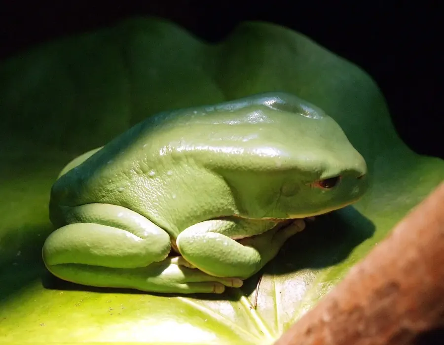 La carte Phyllomedusa boliviana