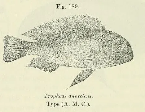 The Tropheus annectens card