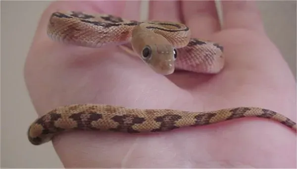 The Trans-Pecos rat snake card