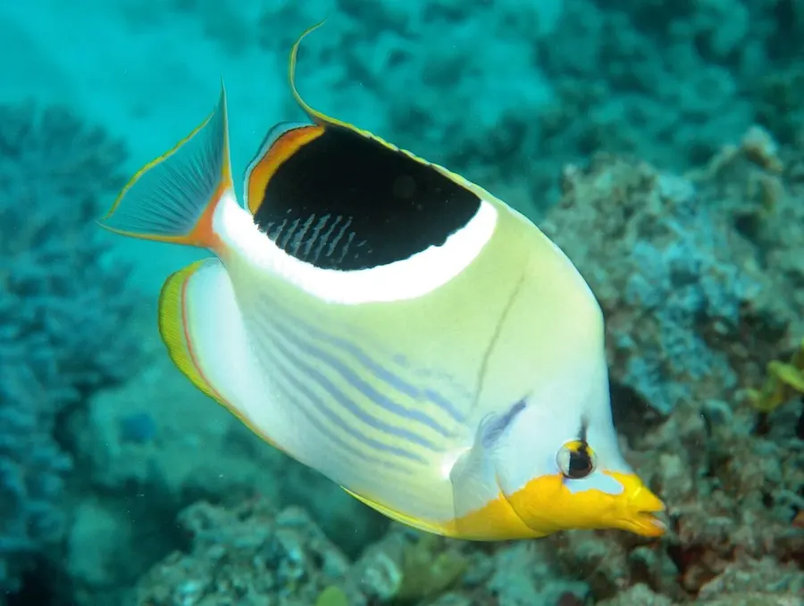 The Saddle butterflyfish card