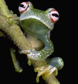 The Boophis anjanaharibeensis card