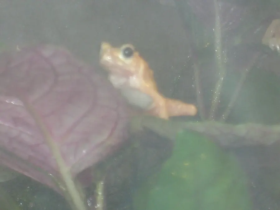 The Kihansi spray toad card