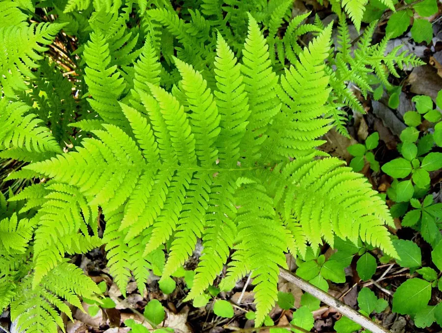 La carte Phegopteris