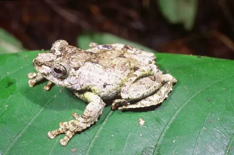 La carte Boophis lichenoides