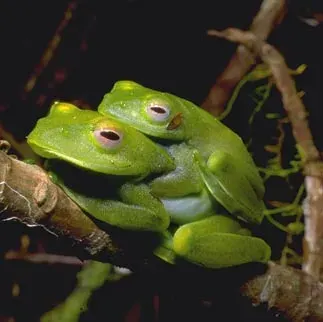 La carte Boophis luteus