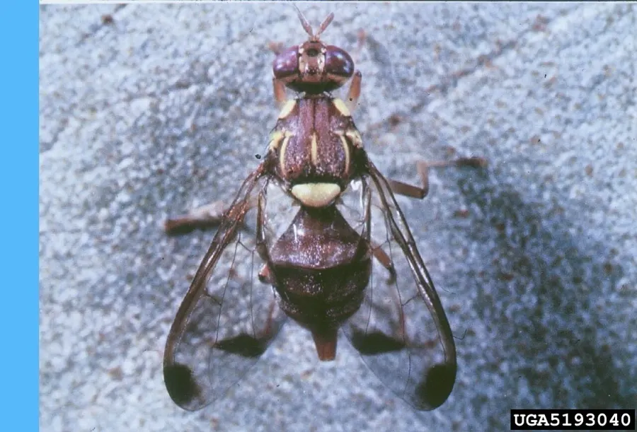 The Bactrocera cucurbitae card