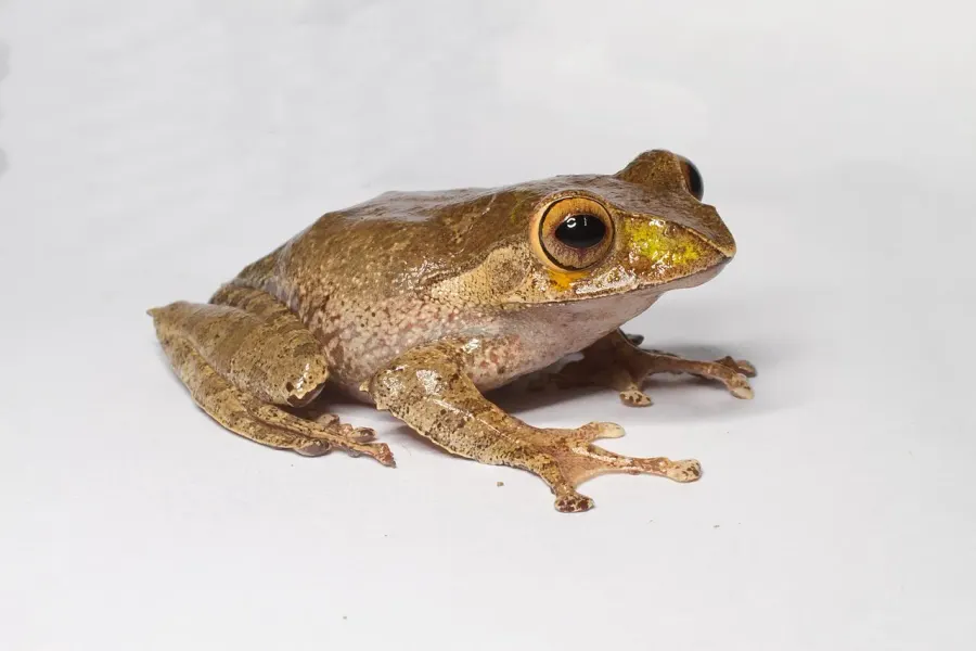 La carte Boophis madagascariensis