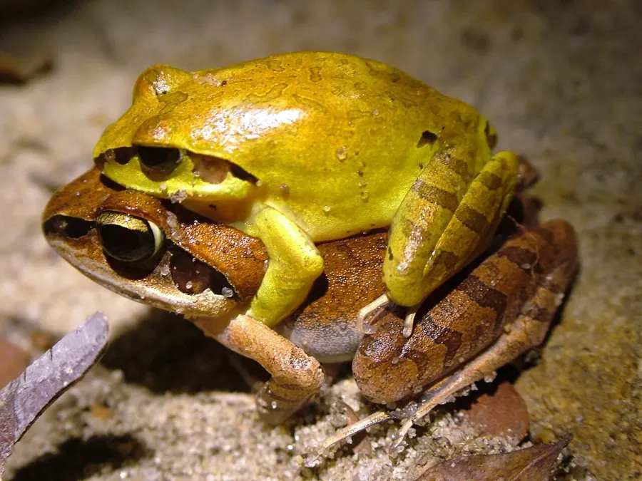 La carte Aglyptodactylus laticeps