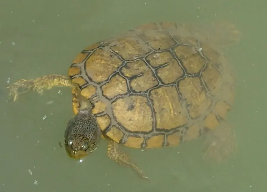 La carte Trachemys decussata