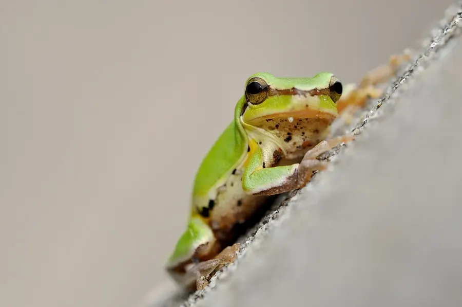 The Common Chinese tree frog card
