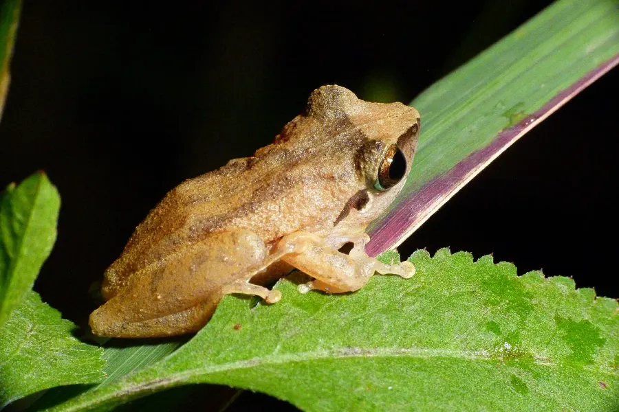 La carte Pseudophilautus wynaadensis