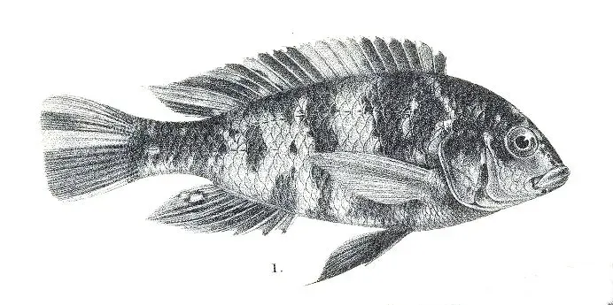 The Haplochromis bicolor card