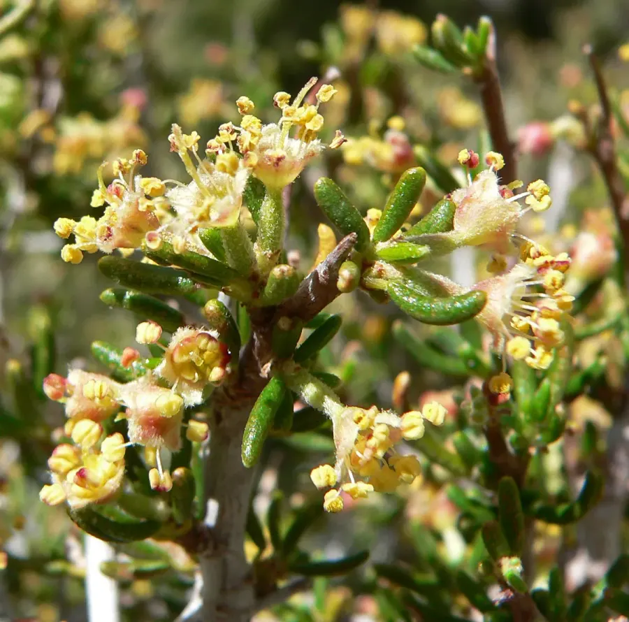 The Cercocarpus card