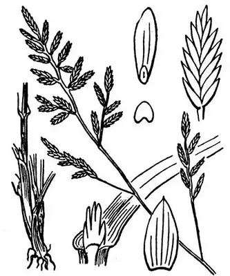 The Catapodium card