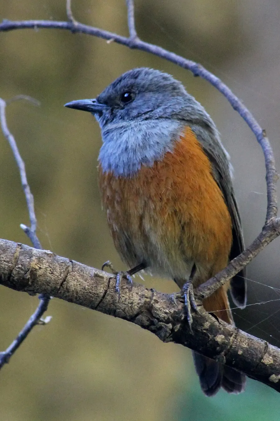 The Forest rock thrush card