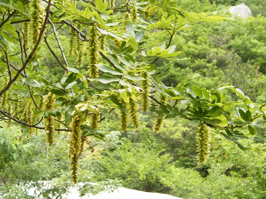 The Pterocarya stenoptera card