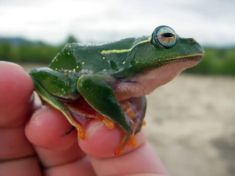 La carte Boophis occidentalis