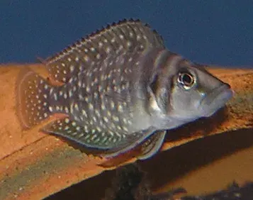 The Altolamprologus calvus card