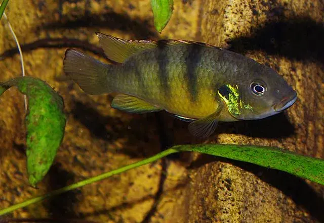 The Benitochromis card