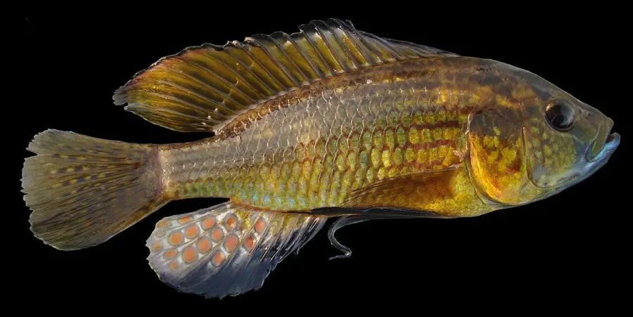 La carte Astatoreochromis straeleni