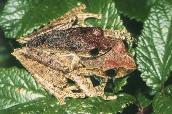 La carte Boophis reticulatus