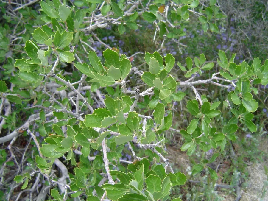 The Quercus berberidifolia card