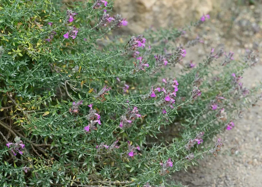 The Teucrium marum card
