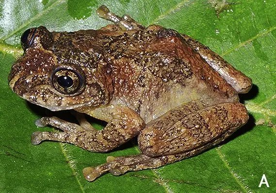 The Nasutixalus jerdonii card