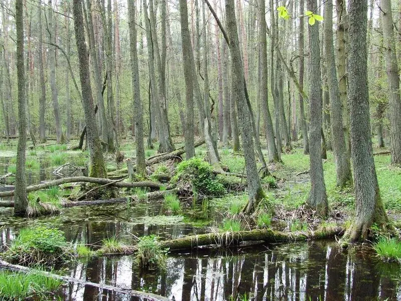 La carte Forêt de Kampinos
