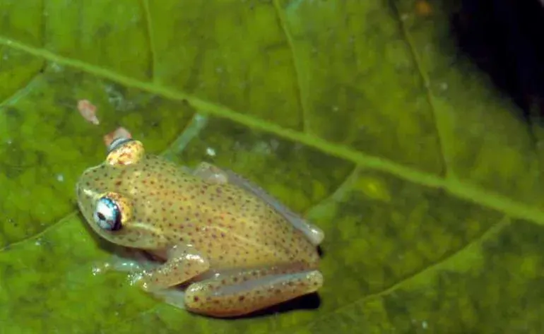 The Boophis tasymena card