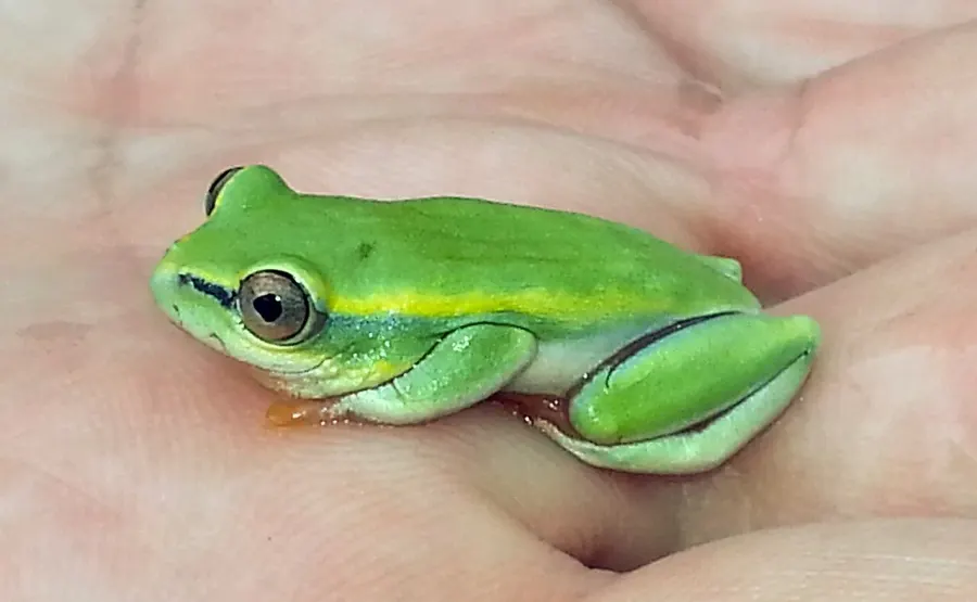 The Boophis tephraeomystax card