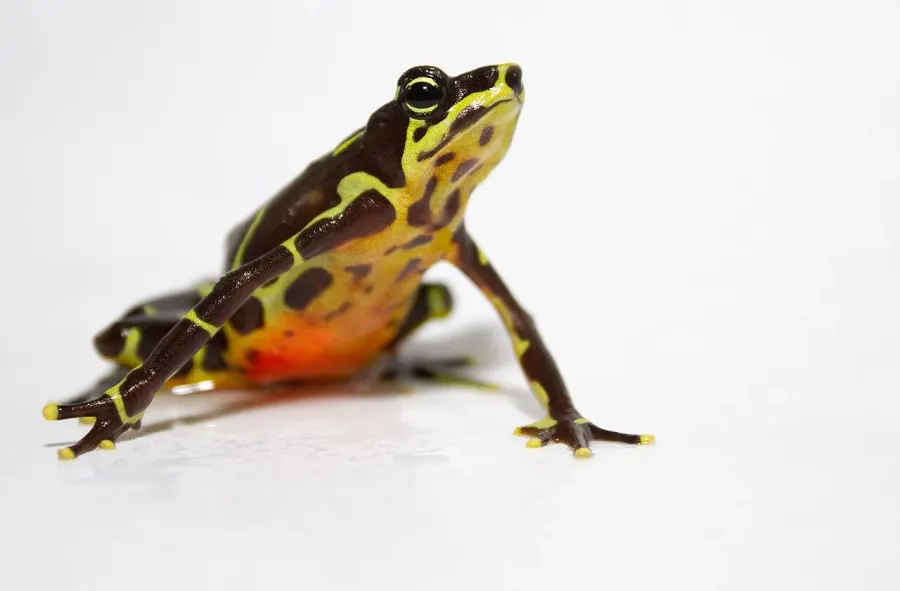 The Atelopus limosus card