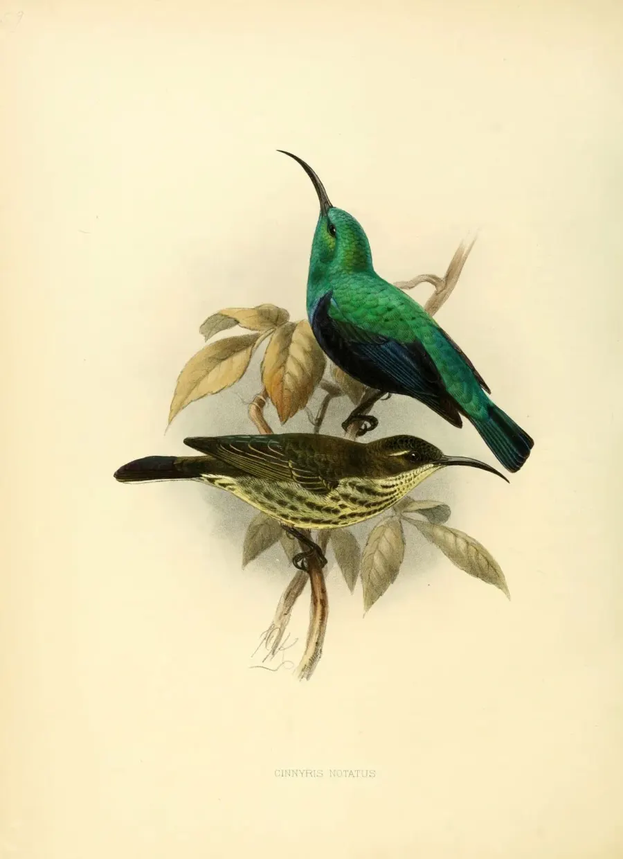The Malagasy green sunbird card