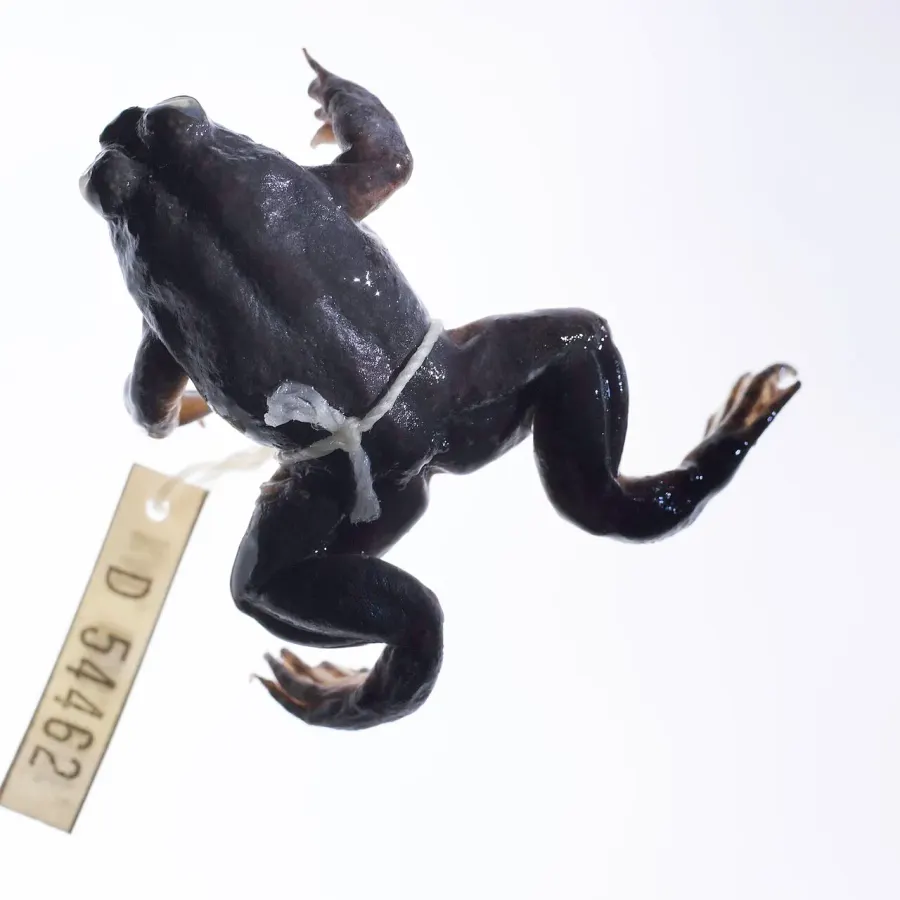 La carte Rheobatrachus silus