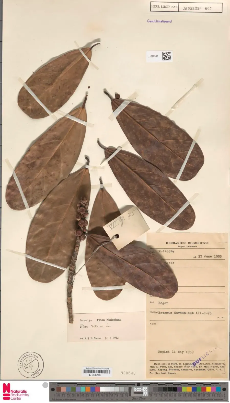 La carte Ficus retusa