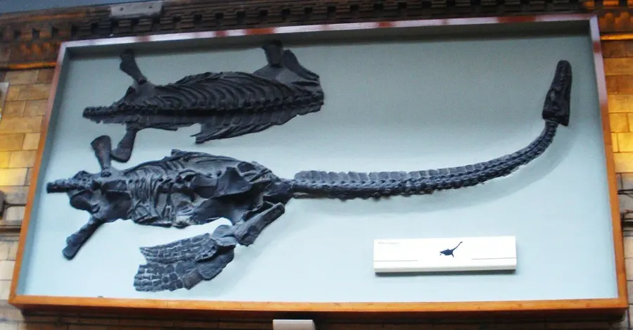 The Attenborosaurus card