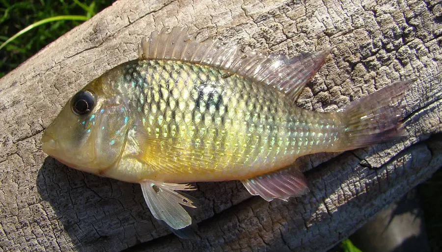 The Gymnogeophagus card